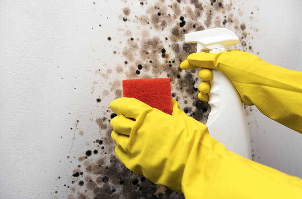 Best Mold Cleaning Services  in Grand Saline, TX