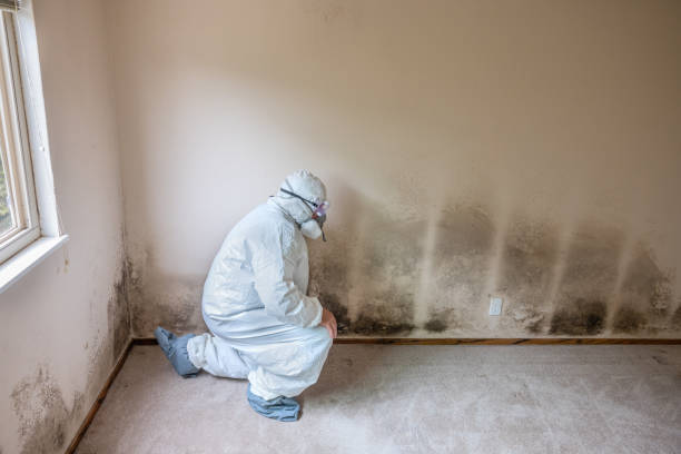 Best Mold Damage Repair  in Grand Saline, TX