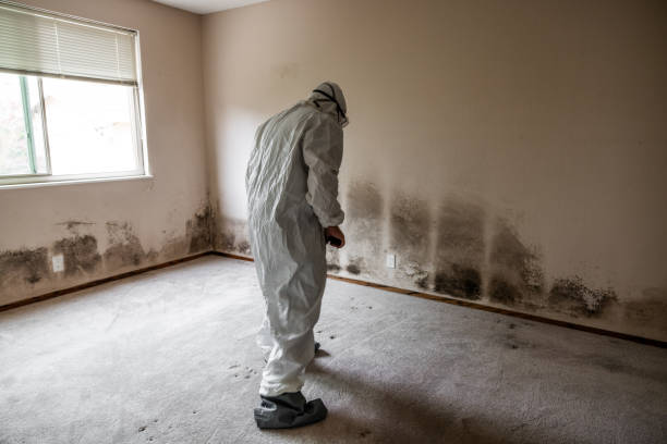 Mold Removal and Inspection in Grand Saline, TX